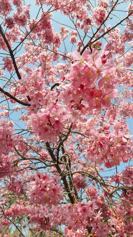 Qing Jing Xiao Taiyang Jingguan Homestay เหรินอ้าย ภายนอก รูปภาพ