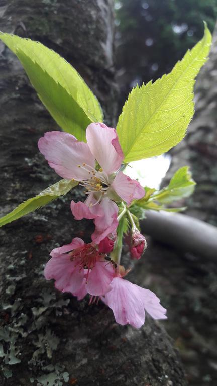 Qing Jing Xiao Taiyang Jingguan Homestay เหรินอ้าย ภายนอก รูปภาพ